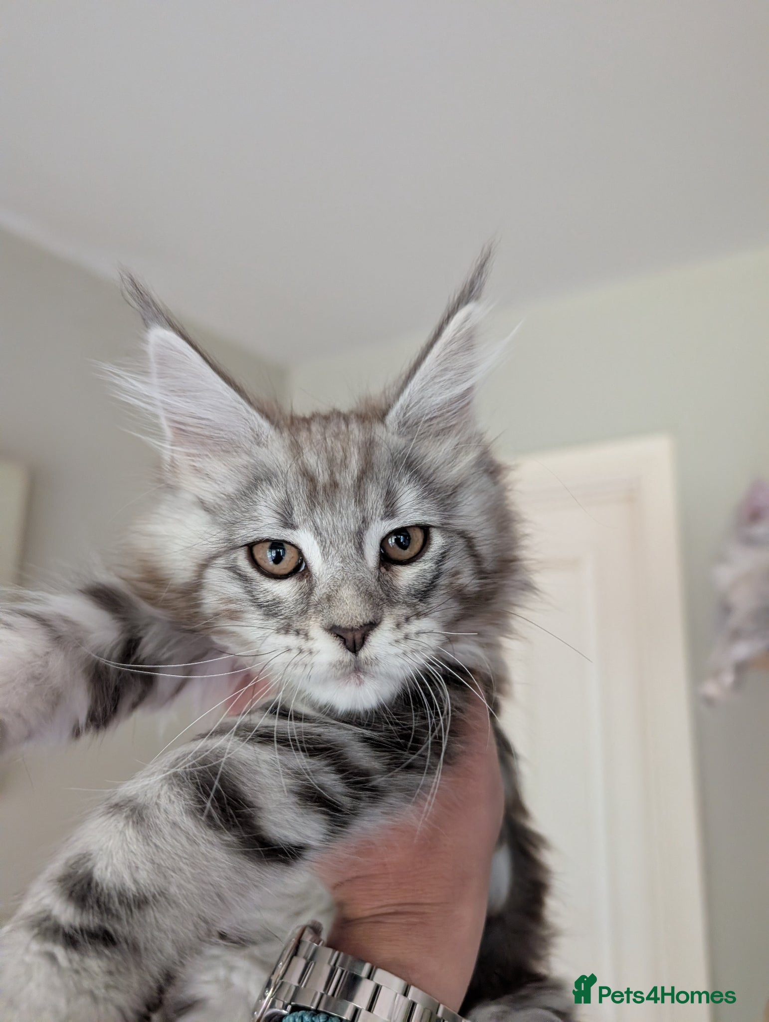 Maine Coon cats Last girl. Tica Registered Maine coon Kittens  - Advert 2