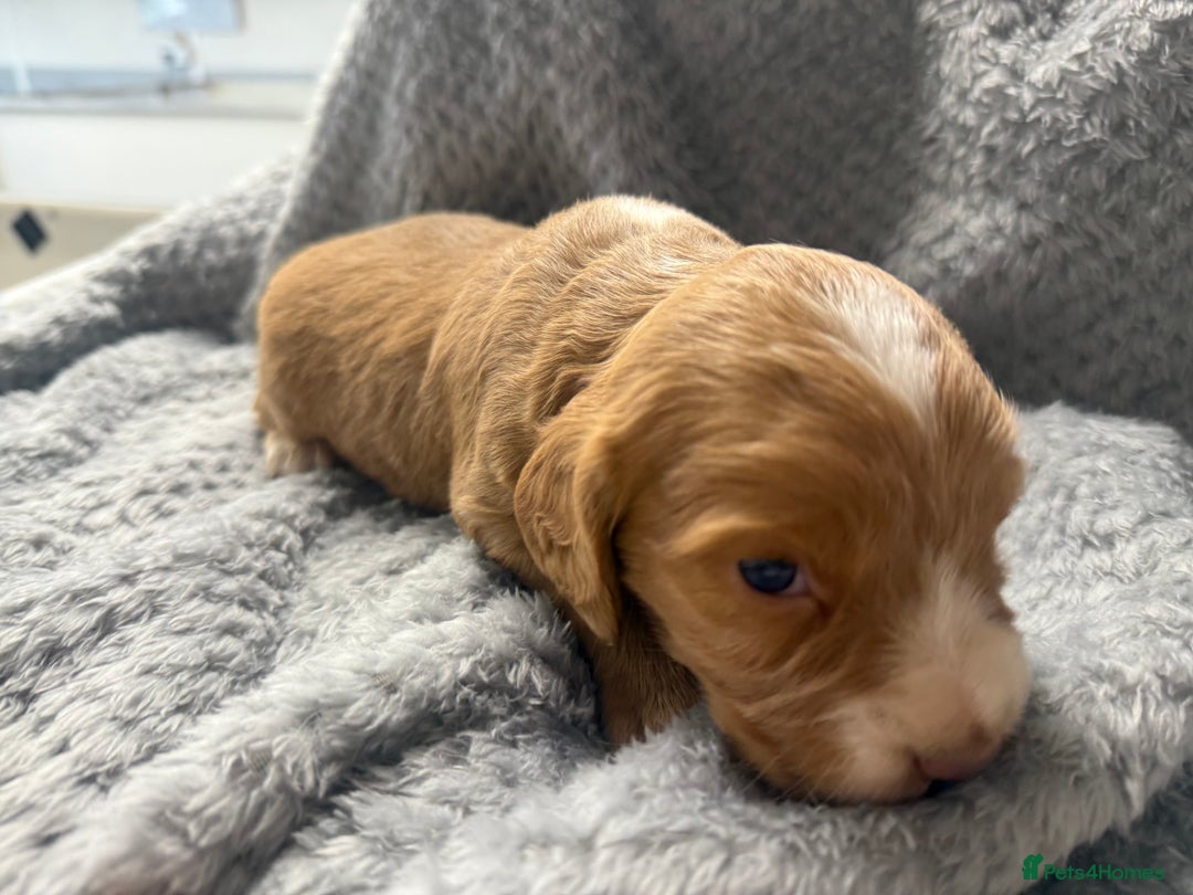 Cocker Spaniel dogs for sale: Last pup Working Cocker Spaniel Puppies! 🐶 in Chatteris - Image 24