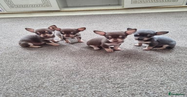Chihuahua dogs - Advert 12