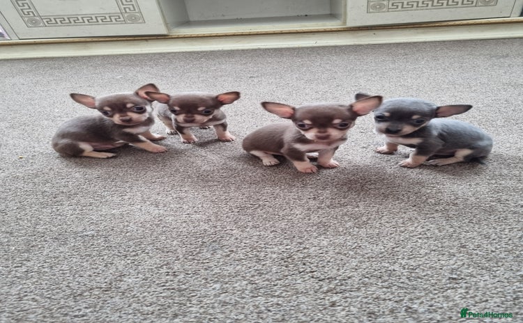 Chihuahua dogs - Advert 10