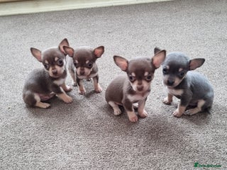 Chihuahua dogs - Advert 4