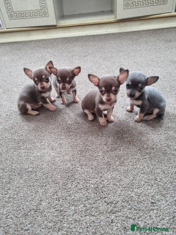 Chihuahua dogs - Advert 1