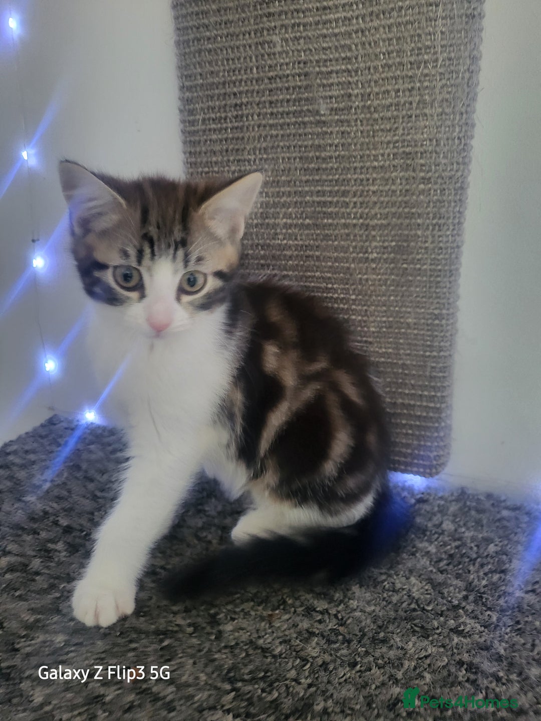 Domestic Shorthair cats for sale: Female tabbies  - Image 6