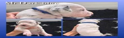 Dalmatian dogs for sale: Beautiful KC Registered Dalmatian Puppies - Advert 5
