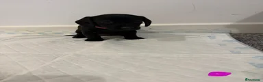 Dachshund Puppy 2
