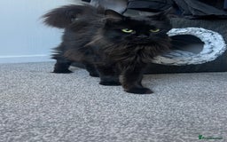 Maine Coon cats for sale: Maine coon girl  - Image 8