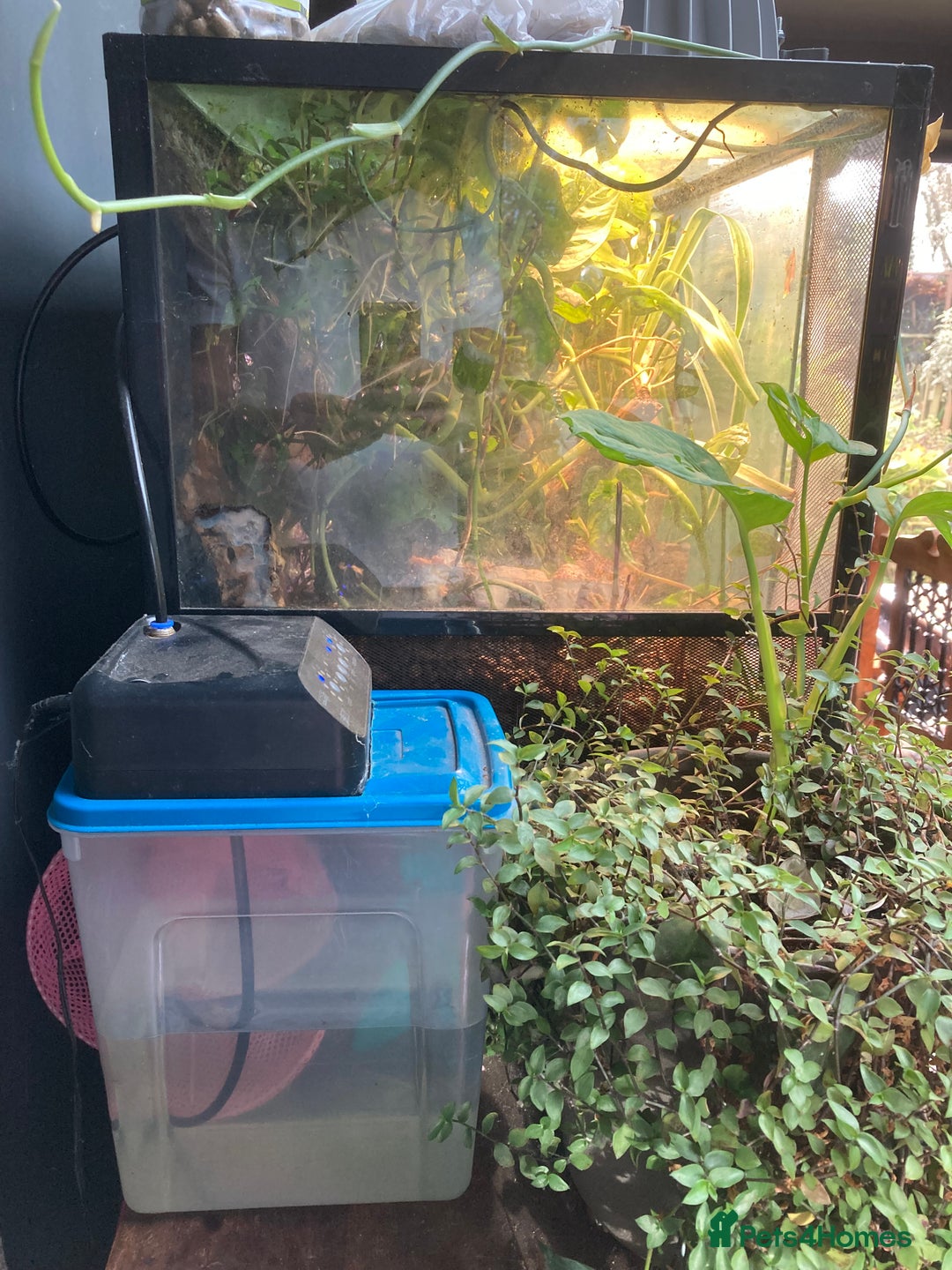 Frog reptiles for sale: Fire belly toads and dart frog - Image 10