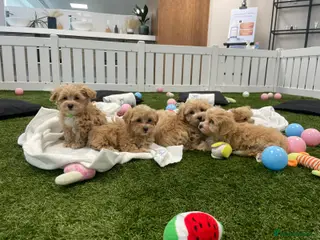 Maltipoo dogs Beautiful health clear Maltipoo's - Advert 6