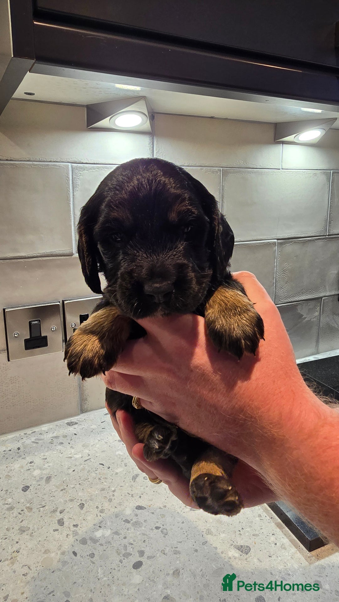 Cockapoo dogs for sale: Cockapoo Puppies - Image 2