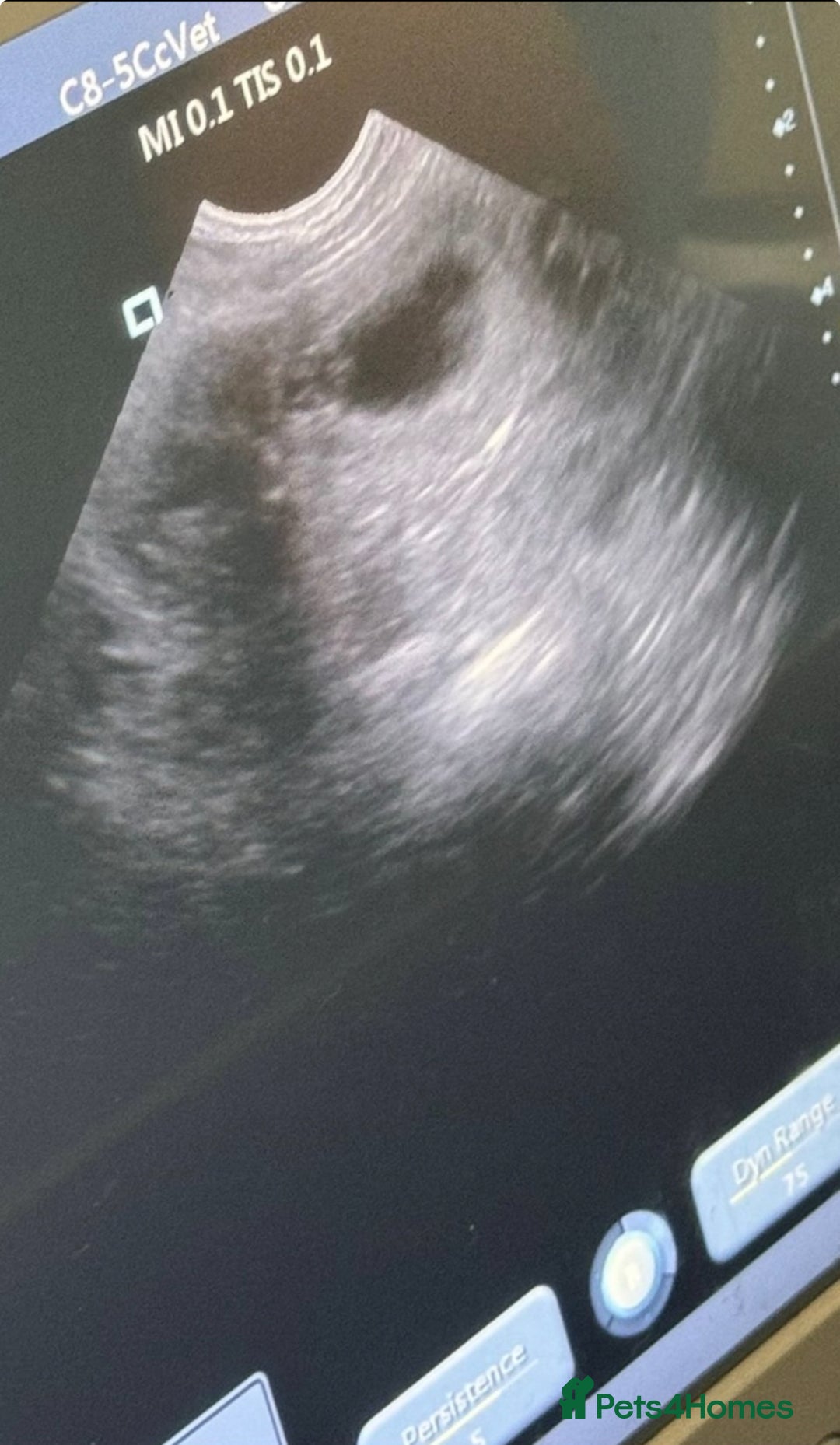 Dobermann dogs for sale: Chocolate Dobermans for sale- due 27/12/2025 - Advert 3