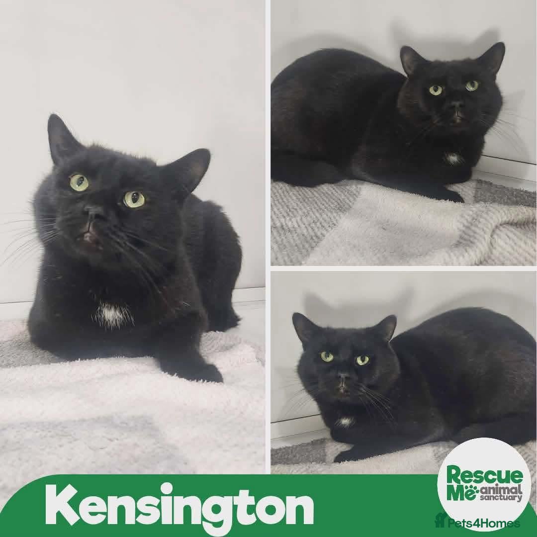 Mixed Breed cats for adoption: Kensington - Advert 1