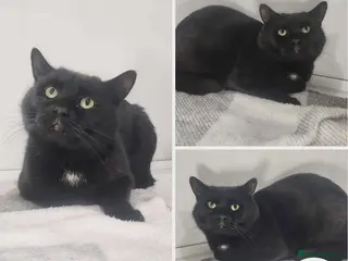 Mixed Breed cats Kensington - Advert 6