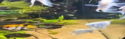 Angelfish fish for sale: Aquarium full set  - Advert 14