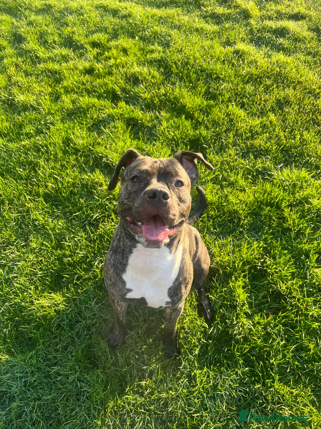 Mixed Breed dogs for sale: Staff X Cane Corso - Advert 2