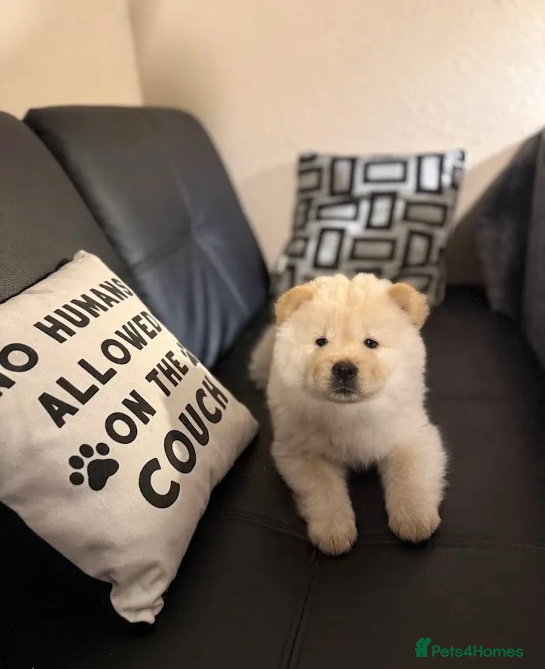 Chow Chow dogs for sale:  **  Litter of  Chow Chow Puppies - Advert 10