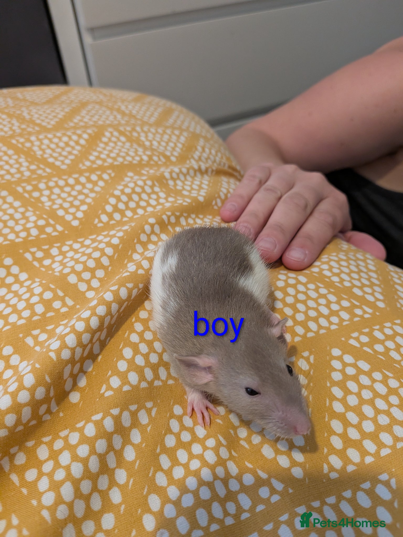 Rat rodents Baby Dumbo/rex rats, very sweet natured - Advert 2