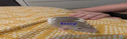 Rat rodents for sale: Baby Dumbo/rex rats, very sweet natured - Advert 7