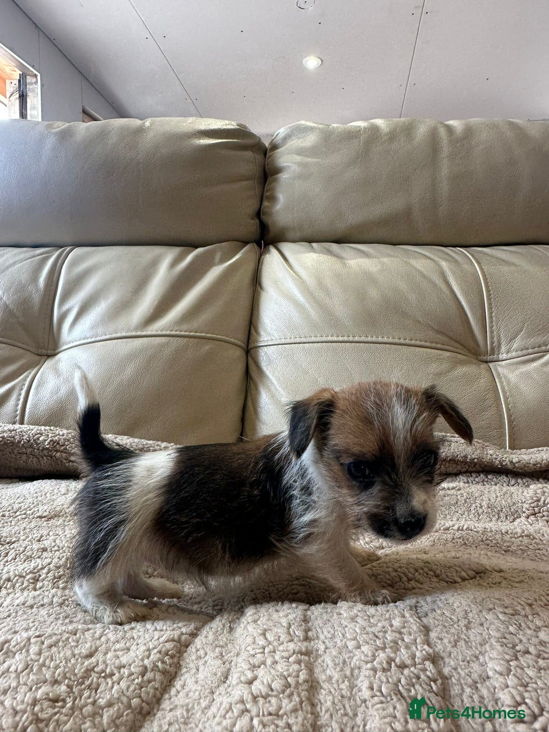 Jack Russell dogs for sale: Jack Russel puppies - Image 1