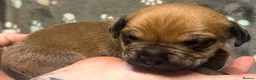 Mastiff dogs for sale: Mastiff hybrids  in Lancing - Advert 5