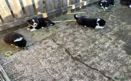 Border Collie dogs for sale: Border Collie puppies  - Image 17