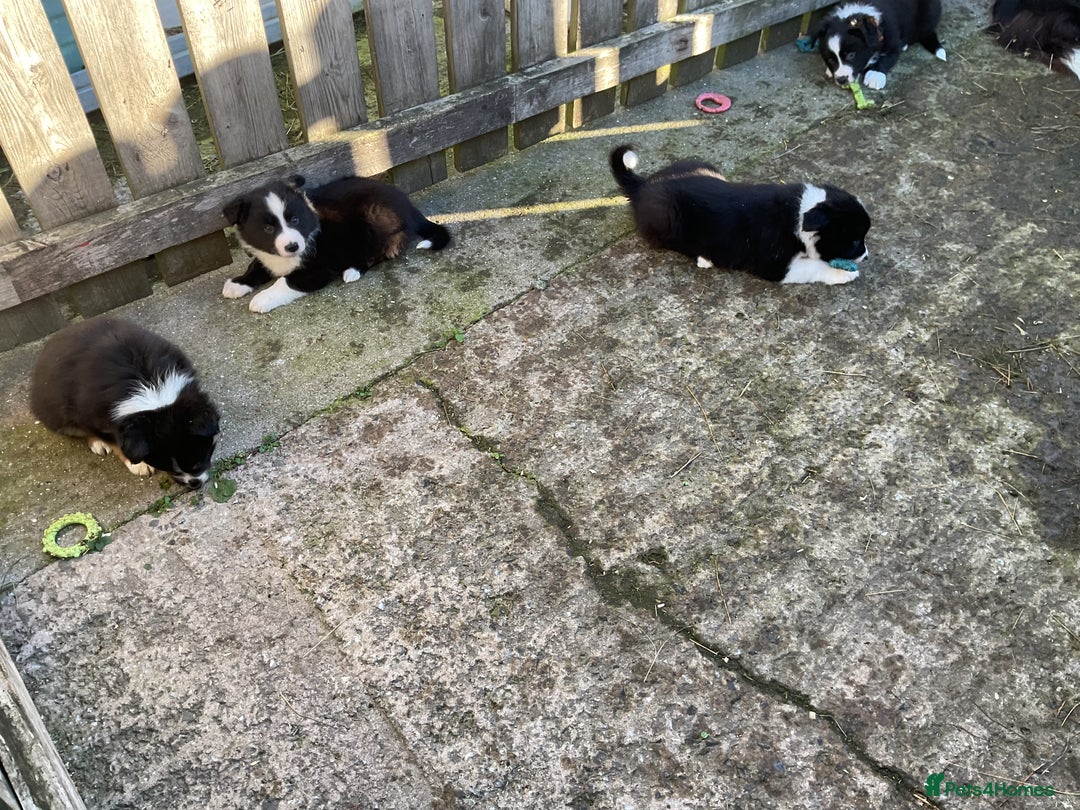 Border Collie dogs for sale: Border Collie puppies  - Image 17