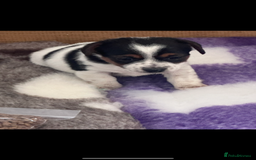 Jack Russell dogs for sale: READY NOW Short legged Jack Russell’s  - Image 10