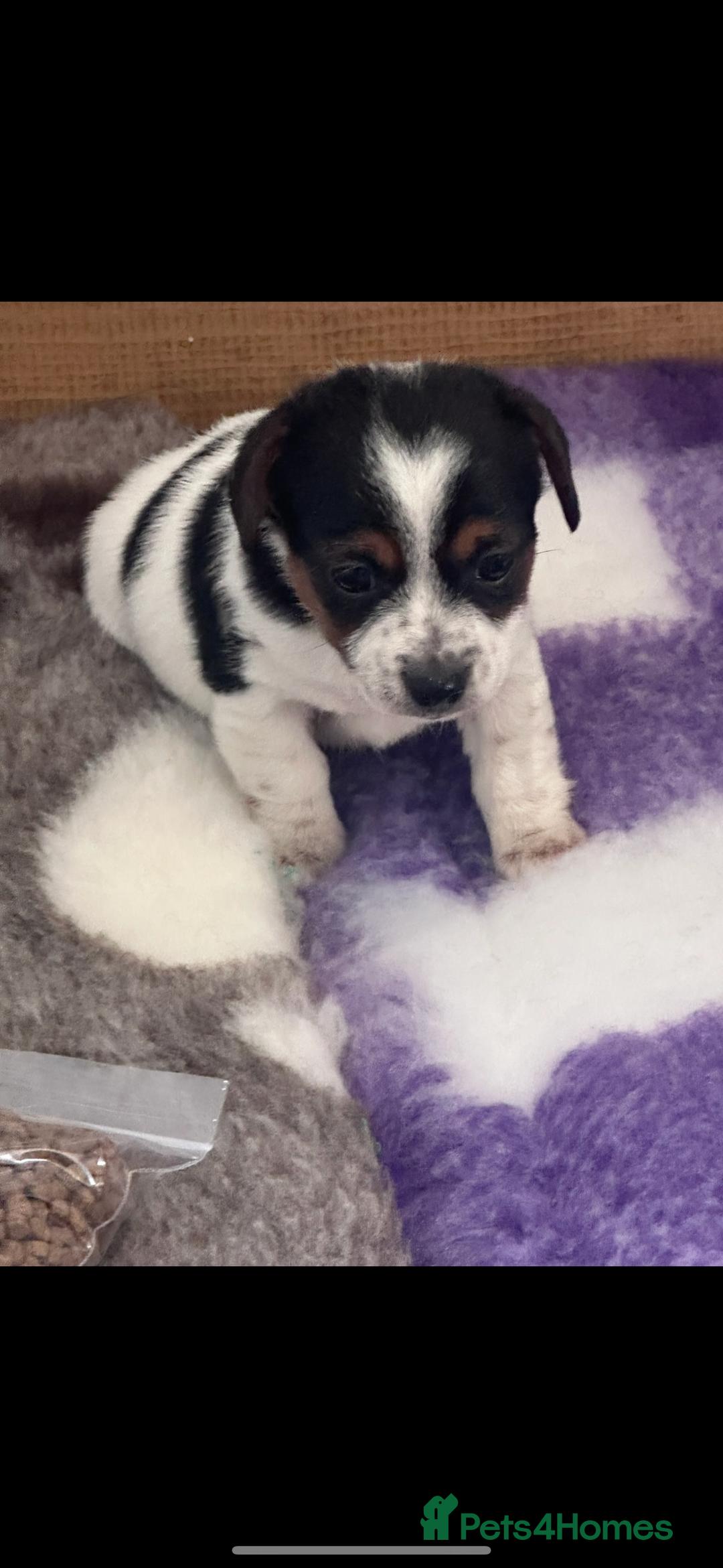 Jack Russell dogs for sale: READY NOW Short legged Jack Russell’s  - Image 10