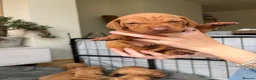 Hungarian Vizsla dogs for sale: Homebred beautiful vizslas - Advert 7