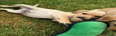 Labrador Retriever Puppy 2
