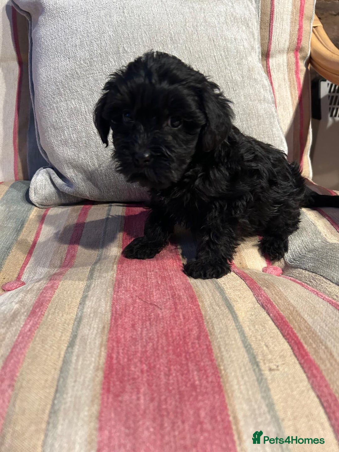 Yorkiepoo dogs for sale: Gorgeous F1 Yorkipoo puppies - Advert 7