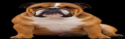 English Bulldog dogs for sale: English Bulldog Pups Standard Traditional Colour - Advert 2