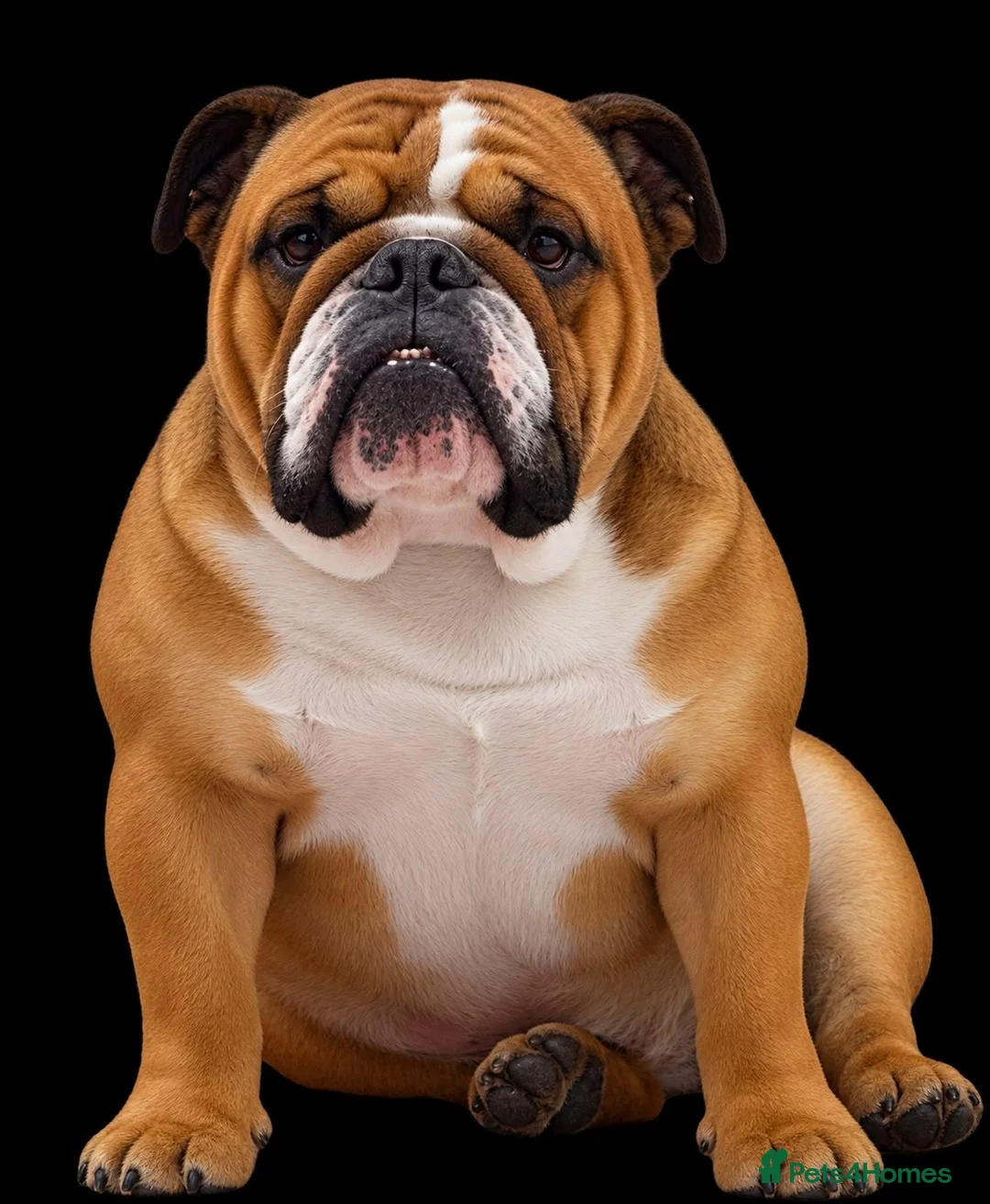 English Bulldog dogs for sale: English Bulldog Pups Standard Traditional Colour - Advert 2