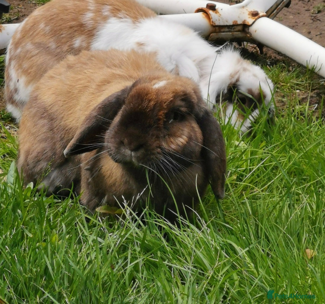 Lionhead rabbits for sale: Beautiful 4 year old spayed female lionhead rabbit - Advert 5