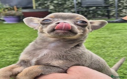 Chihuahua dogs for sale: Chihuahua female puppies  - Image 2