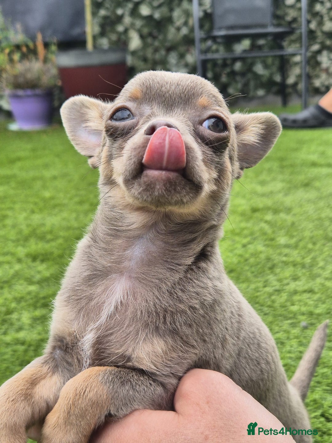Chihuahua dogs for sale: Chihuahua female puppies  - Image 2
