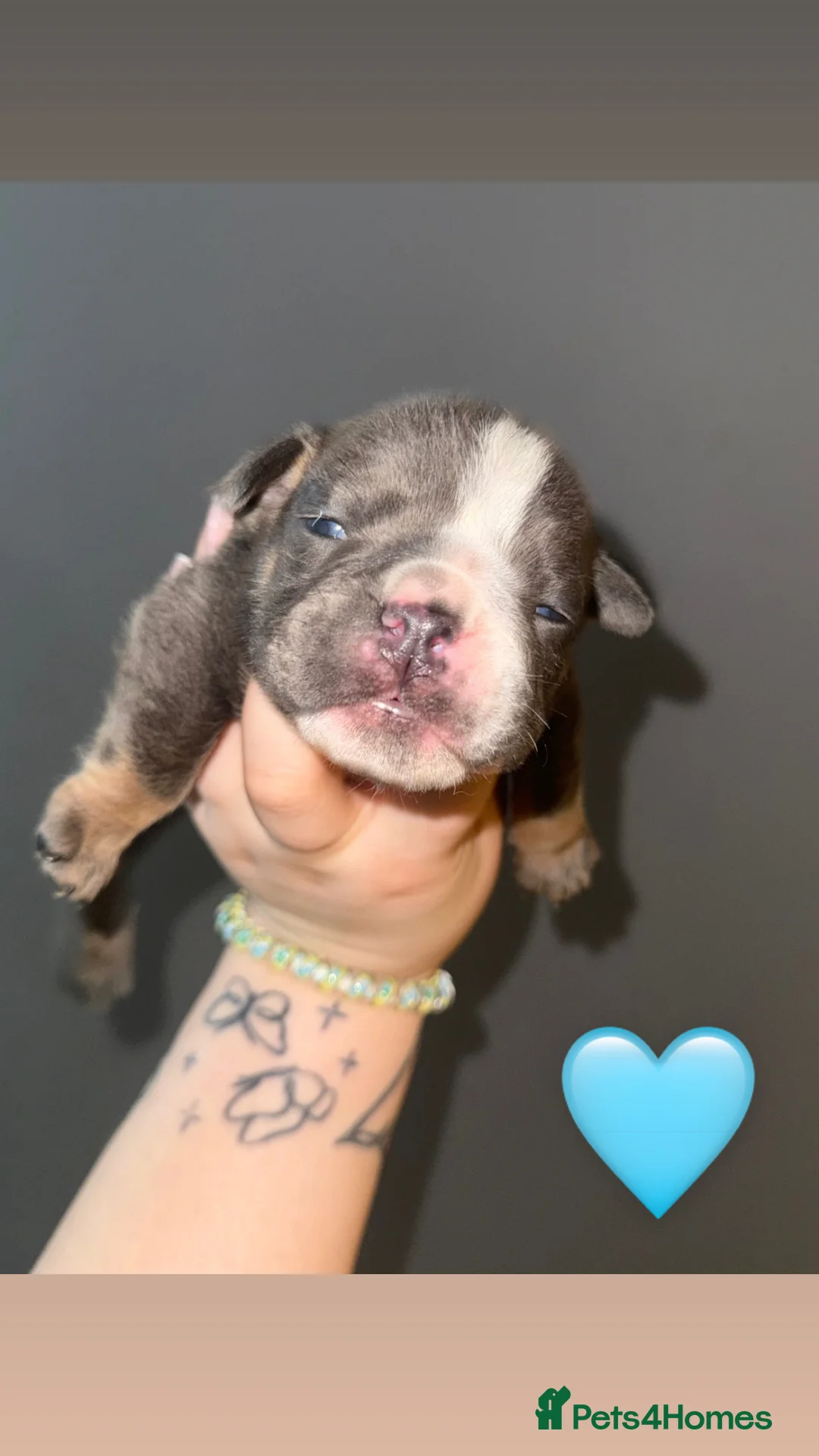 English Bulldog dogs for sale: English bulldogs PUPPIES NEBBR REGISTERED - Advert 39