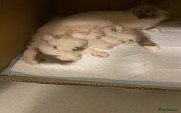 Ragdoll cats for sale: Ragdoll kittens ready now  - Image 7