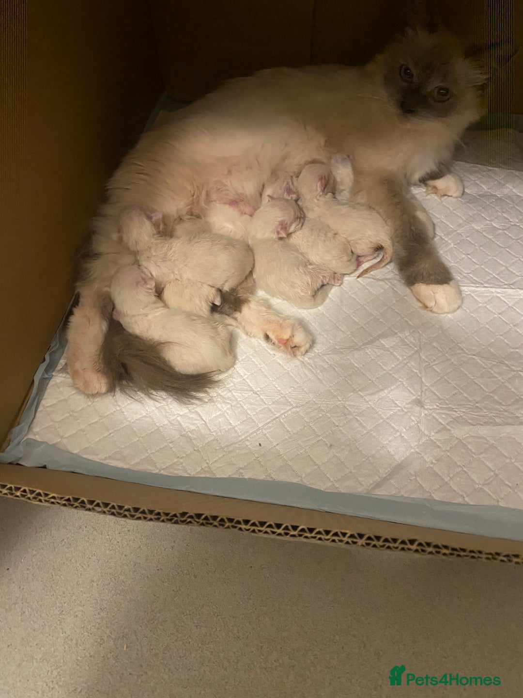 Ragdoll cats for sale: Ragdoll kittens ready now  - Image 7