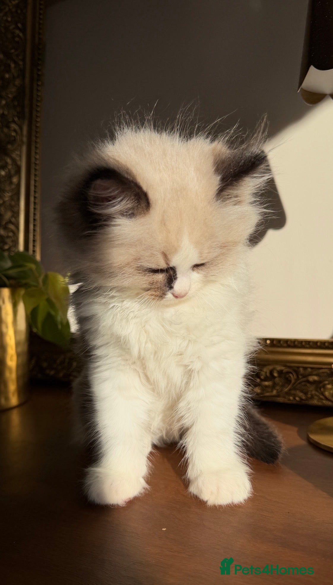 Ragdoll cats ‼️ LONDON COLLECTION ‼️ SAT 3RD OCT - Advert 2