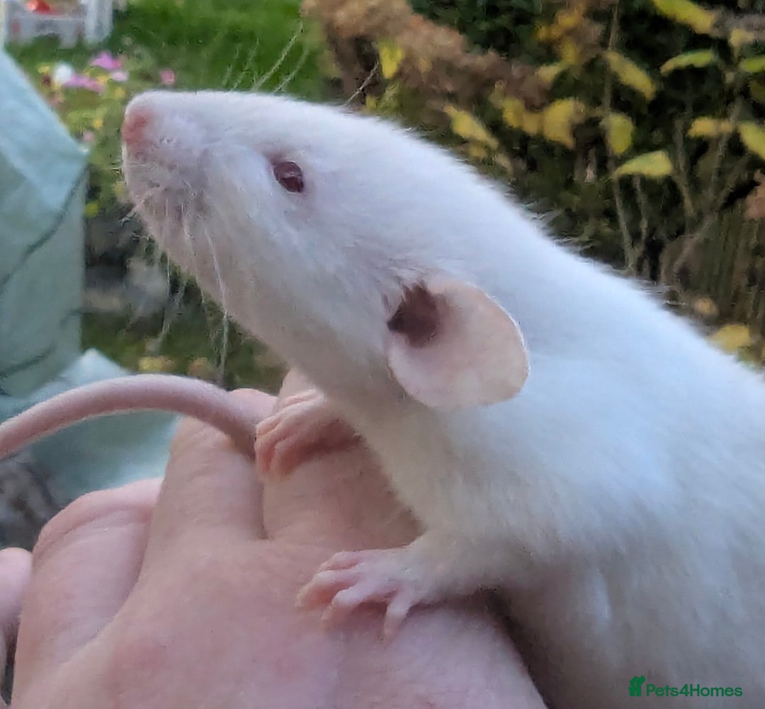 Rat rodents for sale: Baby rats various breeds available - Advert 7