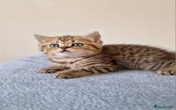 British Shorthair cats for sale: 3 beautiful british shorthair kittens 🥰 - Image 4