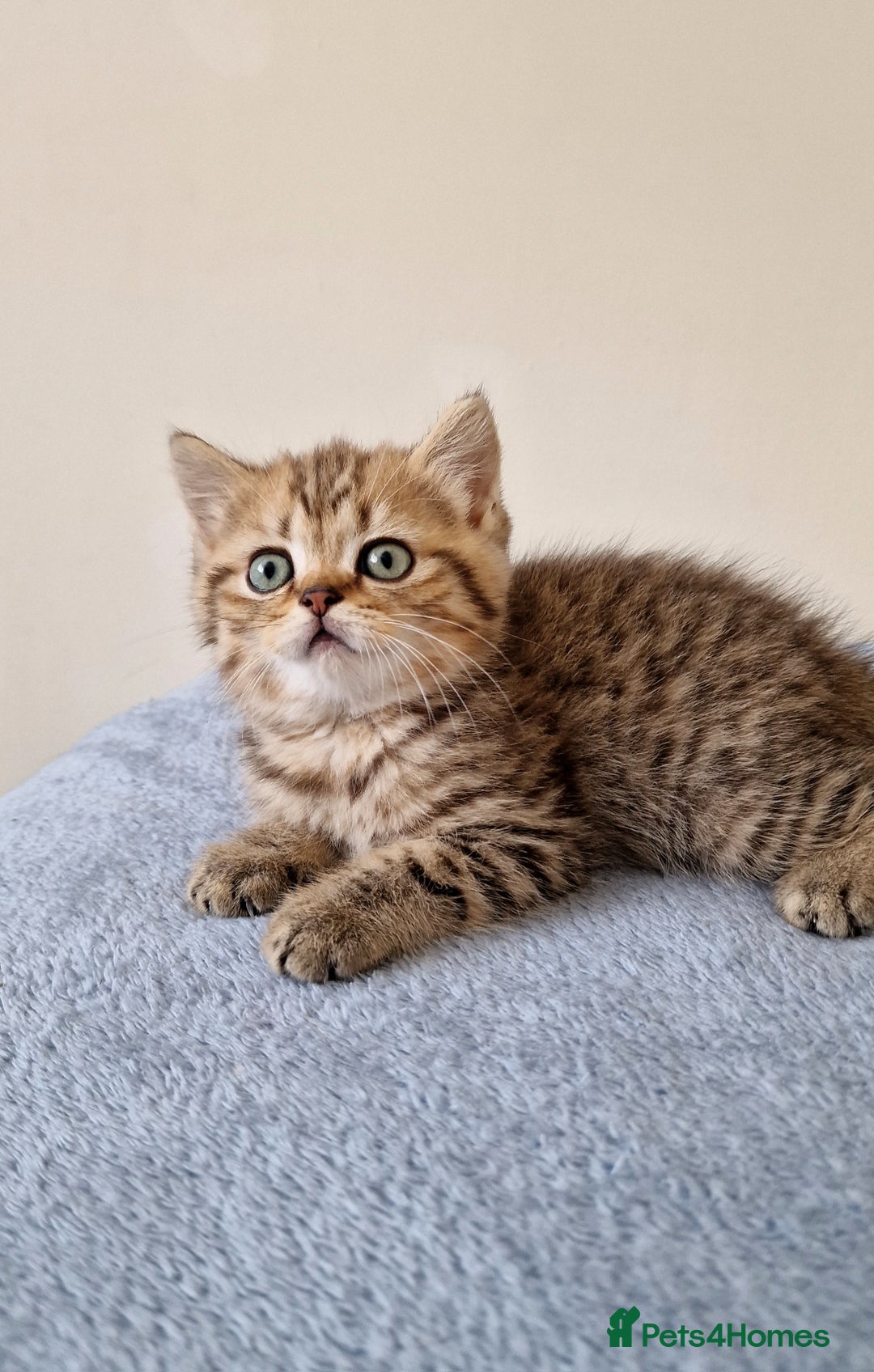 British Shorthair cats for sale: 3 beautiful british shorthair kittens 🥰 - Image 4