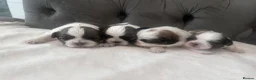 Shih Tzu dogs for sale: Standard Shih Tzu puppies  - Advert 9