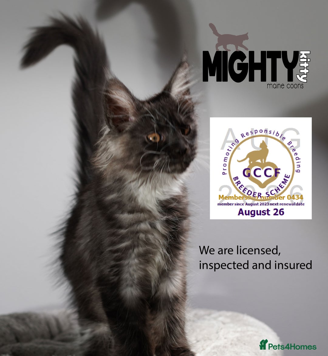 Maine Coon cats for sale: GCCF registered Maine Coon Kittens 5 star licence - Advert 5