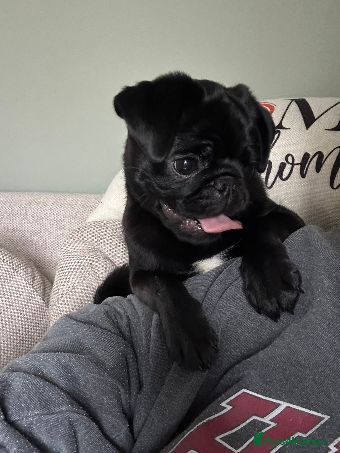 Pug dogs for sale: 7 month old female pug - Advert 2