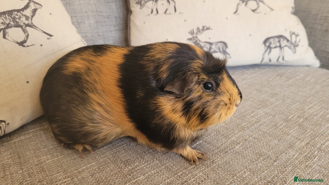 Guinea Pig rodents for sale: Two female guinea pigs - Image 4