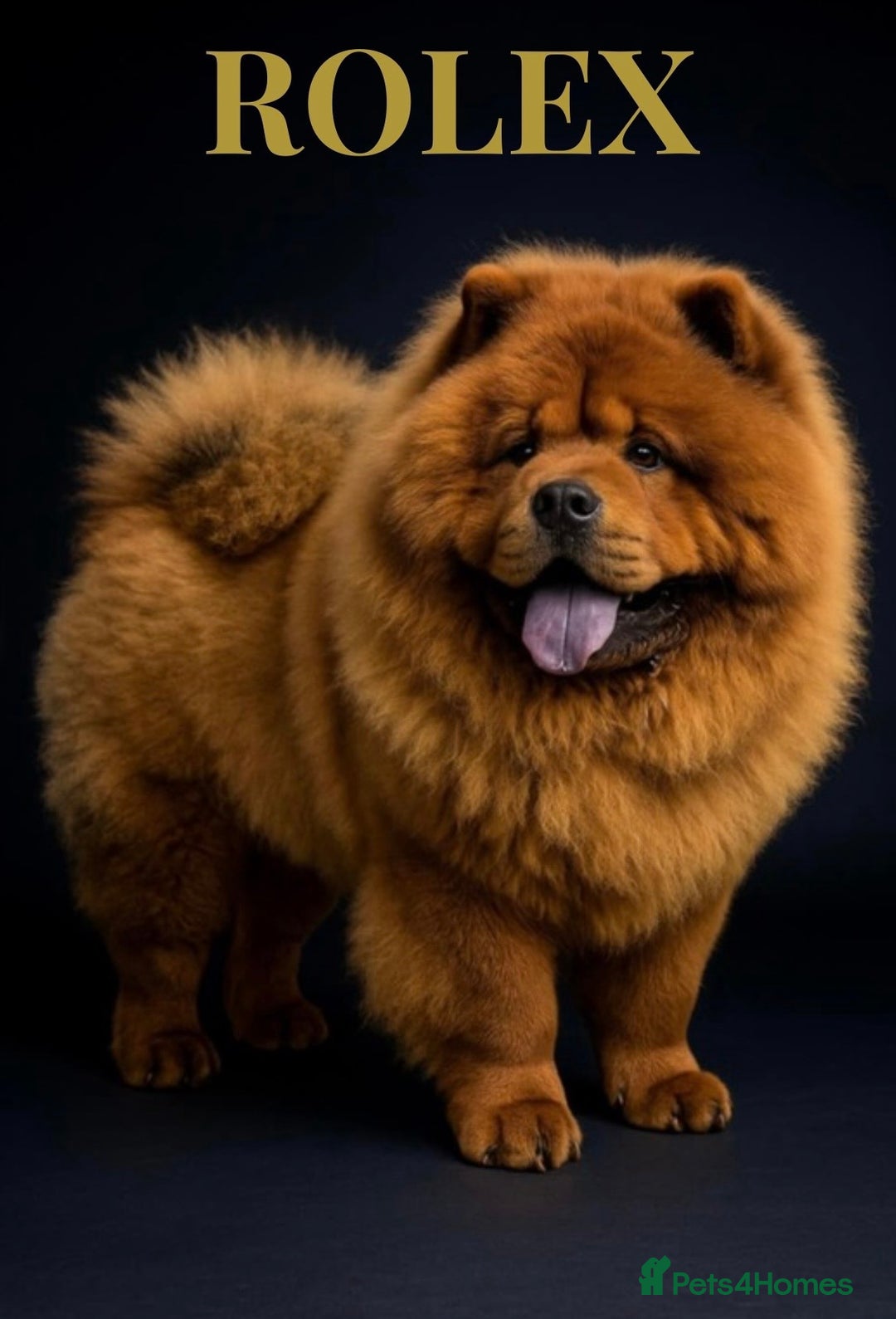 Chow Chow dogs for stud: ROLEX… son of crufts imperial champion  - Image 6
