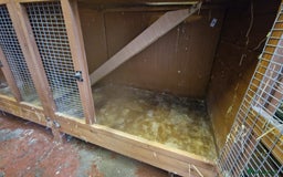 Guinea Pig rodents for sale: Guinea Pig set-up - Image 7