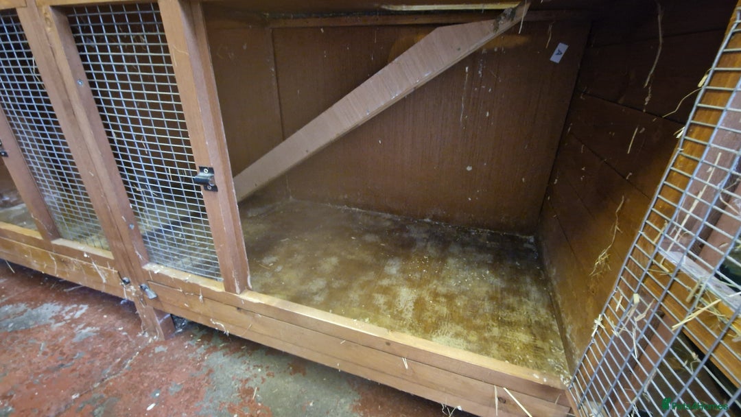 Guinea Pig rodents for sale: Guinea Pig set-up - Image 7