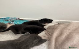 British Shorthair cats for sale: British short hair cross kittens - Image 11